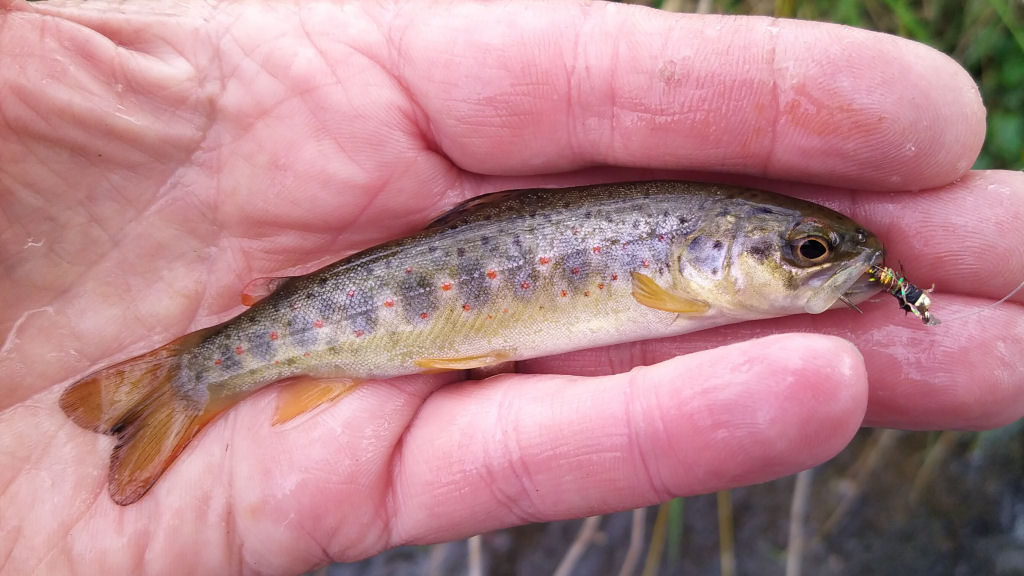 Photo of the tiny trout